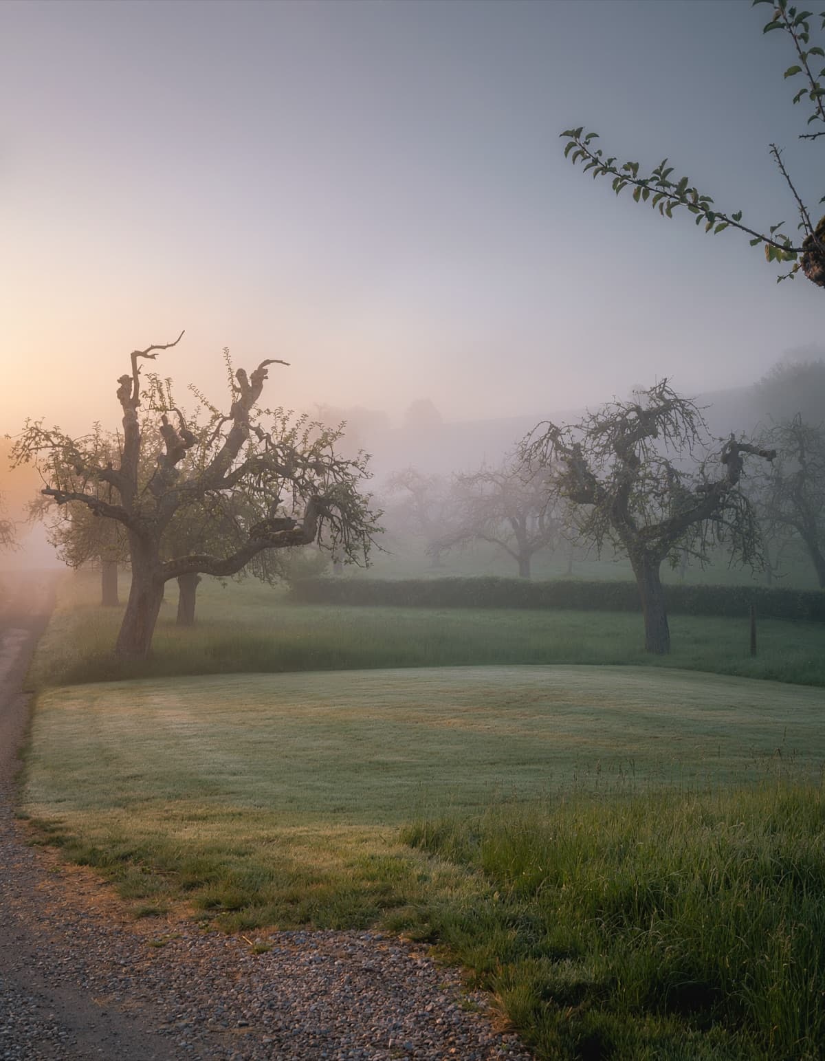 Streuobstwiese im Morgennebel